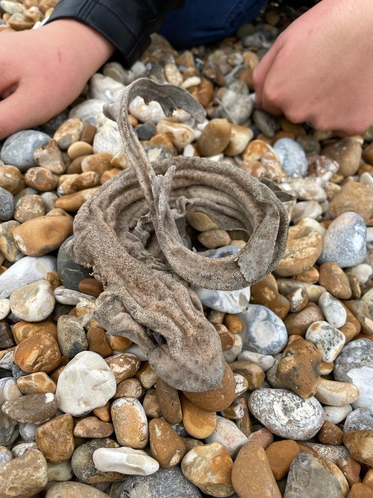 mggs students Year 10 Art Trip to Dungeness … sharks and all