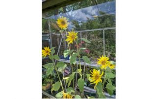 sunflower_project_by_mggs_students_fl